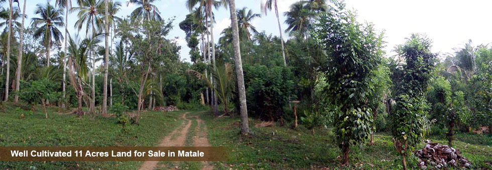 11 Acres well cultivated Land for Sale in Palapathweala. Matale